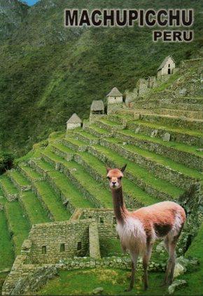 POSTAL PV07195: Andeneria y Vicuña en Machupicchu, Peru