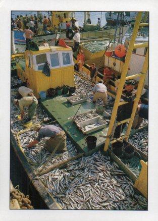 POSTAL PV07212: Barco de pesca en Sesimbra, Portugal
