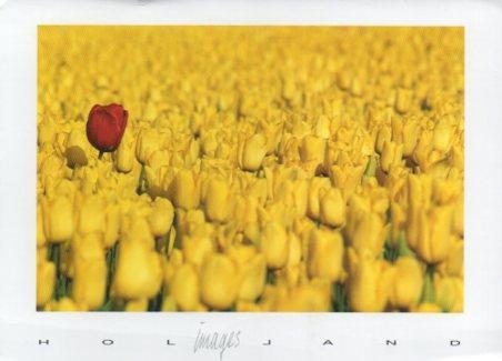 POSTAL PV07216: Tulipanes en Holanda