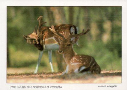 POSTAL PV07049: Daines, Parc Natural dels Aiguamolls de L'Emporda. 