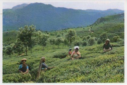POSTAL PV07021: Tea Gardens, Ooty, S. India