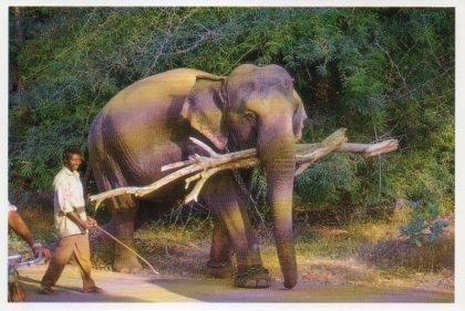 POSTAL PV07023: Elephant on work, India. Photo V.B. Anand
