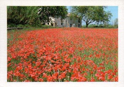 POSTAL PV07115: Flors, Alt Emporda. 