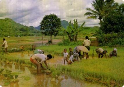 POSTAL PV07099: Rice planting Tana Toraja, South Sulawesi
