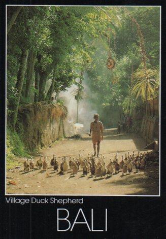 POSTAL PV07084: Village Duck Shepherd, Bali