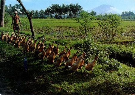 POSTAL PV07097: Training ducks to kennel, Bali