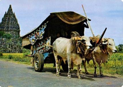 POSTAL PV07098: Cow cart with temple Candi Prambanan at background, Central Java