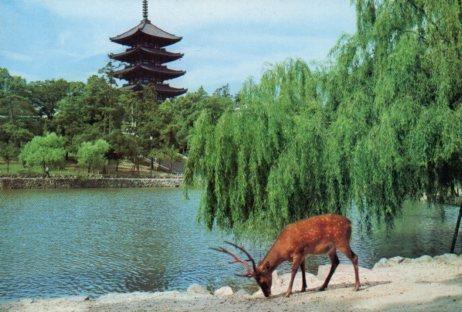 POSTAL PV07277: Pagoda and Sarusawa Pond in Nara