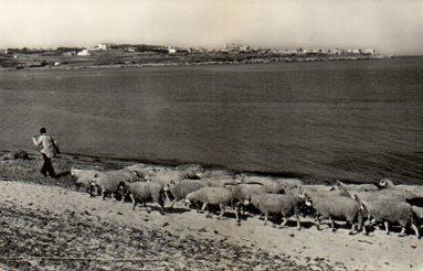 POSTAL PV07560: Riells y La Escala al fondo, Gerona