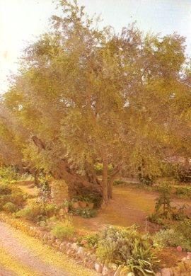 POSTAL PV07533: Jerusalem, Garden of Gethsemane