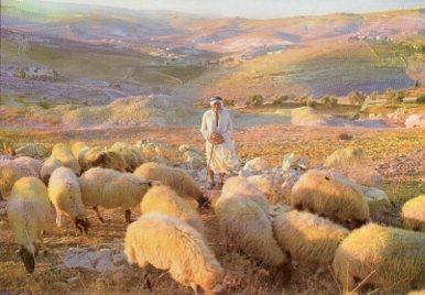 POSTAL PV07528: Bethlehem, Shepherd's Field