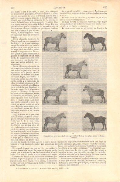 LAMINA V29011: Cruzamiento entre caballo y yegua