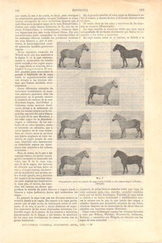LAMINA V29011: Cruzamiento entre caballo y yegua