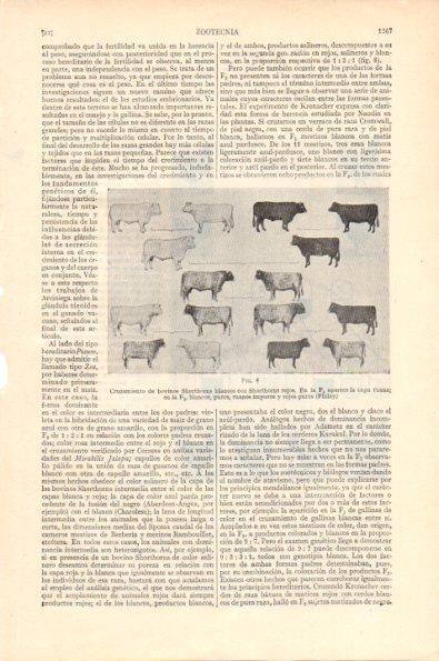 LAMINA V29012: Cruzamiento de bovinos Shorthorns blancos y rojos