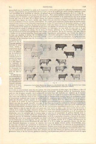 LAMINA V29012: Cruzamiento de bovinos Shorthorns blancos y rojos