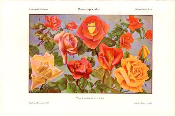 LAMINA V29007: Rosas especiales
