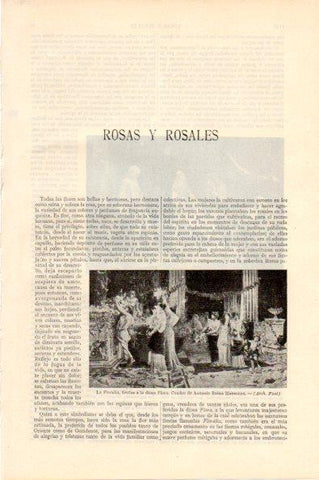 LAMINA V29001: La Floralia por A. Reina Manescau