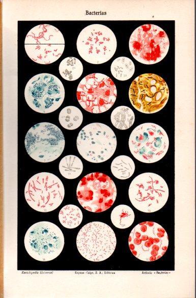 LAMINA V29118: Bacterias