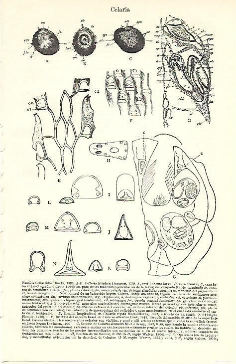 LAMINA ESPASA 39621: Familia Cellaridos 