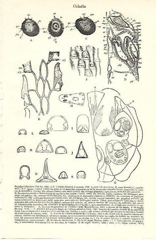 LAMINA ESPASA 39621: Familia Cellaridos 