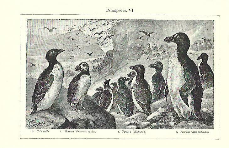 LAMINA ESPASA 39727: Uria, mormon, potorro y pingüino