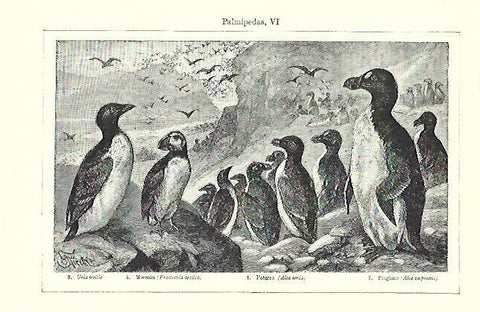 LAMINA ESPASA 39727: Uria, mormon, potorro y pingüino