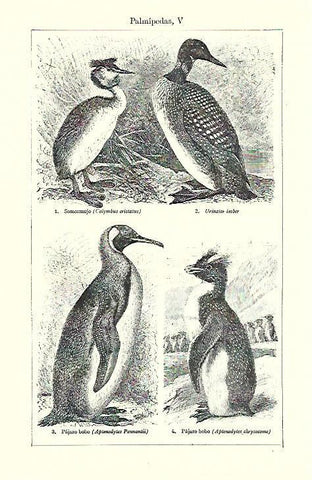 LAMINA ESPASA 39726: Especies diversas de palmipedas