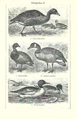 LAMINA ESPASA 39724: Especies de palmipedas