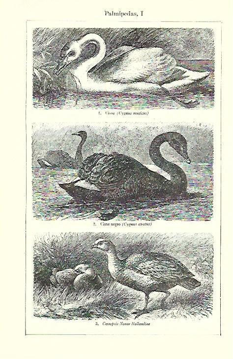 LAMINA ESPASA 39723: Aves palmipedas