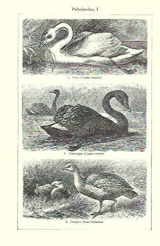 LAMINA ESPASA 39723: Aves palmipedas