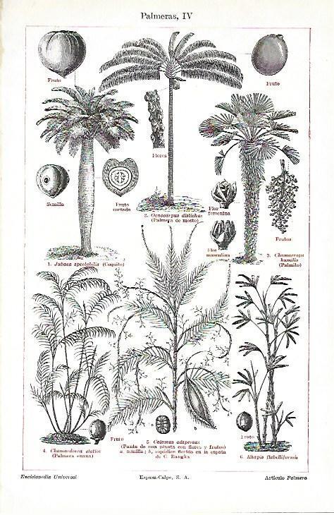 LAMINA ESPASA 39717: Partes de palmera