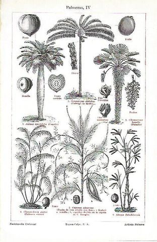 LAMINA ESPASA 39717: Partes de palmera