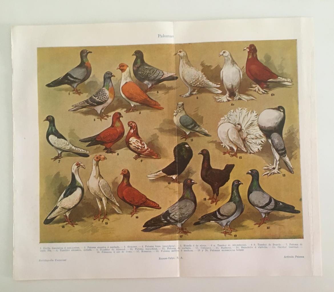 LAMINA ESPASA 39734: Palomas