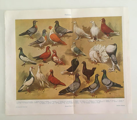 LAMINA ESPASA 39734: Palomas