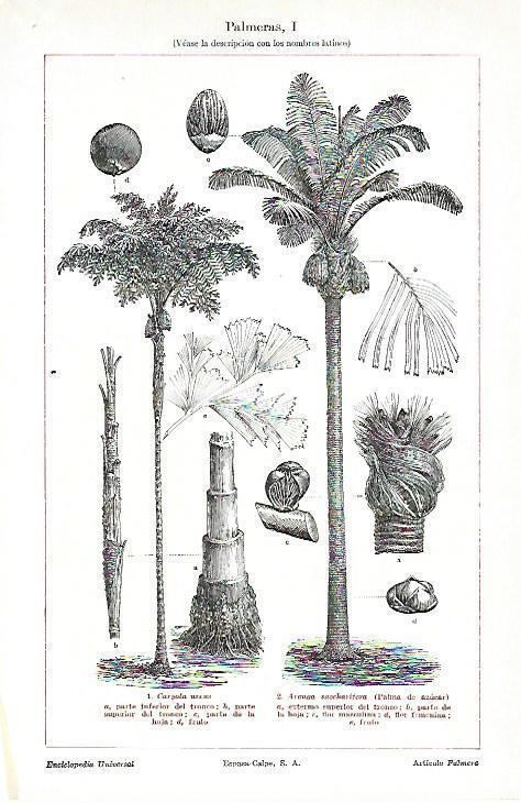 LAMINA ESPASA 39712: Palmeras