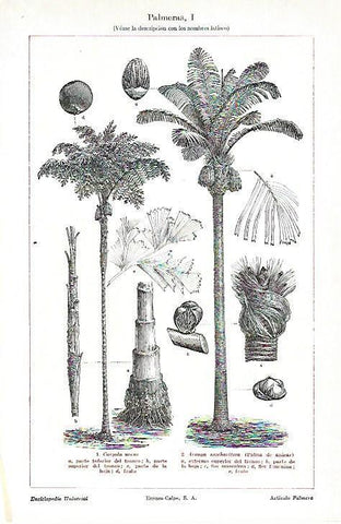 LAMINA ESPASA 39712: Palmeras