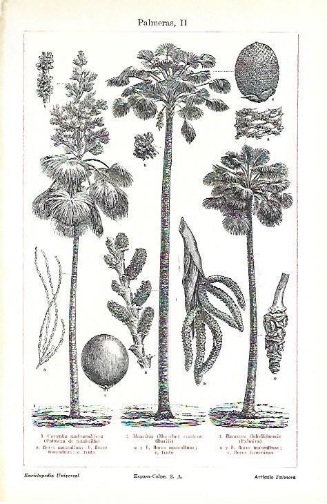 LAMINA ESPASA 39713: Tipos de palmeras