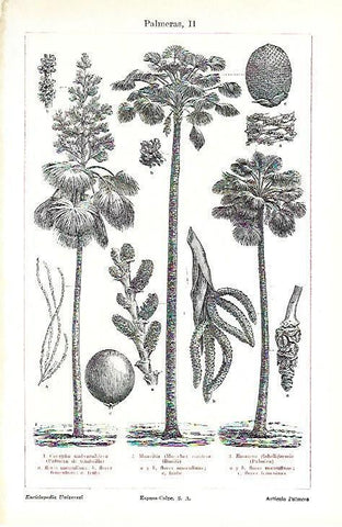 LAMINA ESPASA 39713: Tipos de palmeras