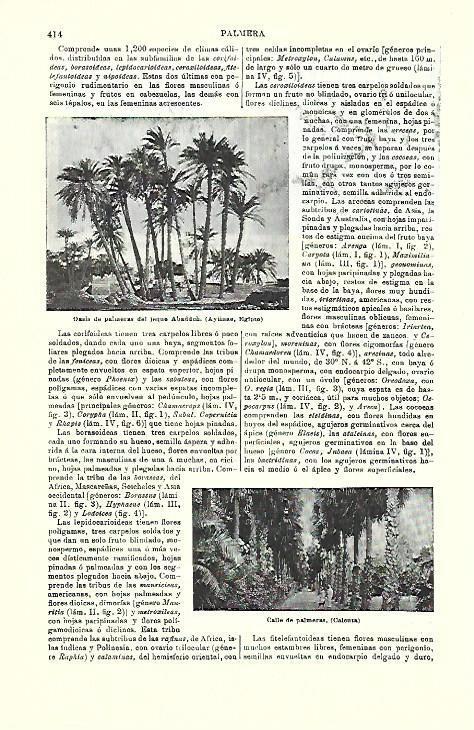 LAMINA ESPASA 39714: Oasis de palmeras en Egipto