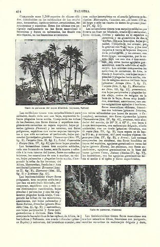 LAMINA ESPASA 39714: Oasis de palmeras en Egipto