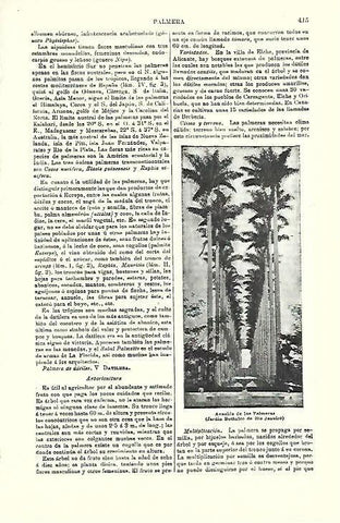 LAMINA ESPASA 39715: Avenida de las Palmeras en Rio de Janeiro