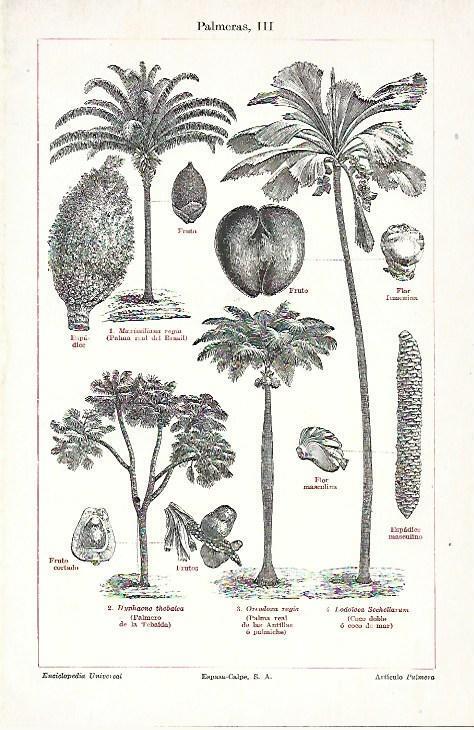 LAMINA ESPASA 39716: Frutos y partes de palmera