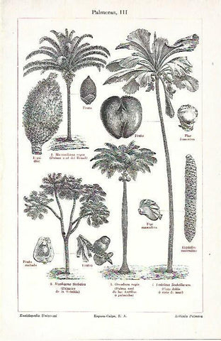 LAMINA ESPASA 39716: Frutos y partes de palmera