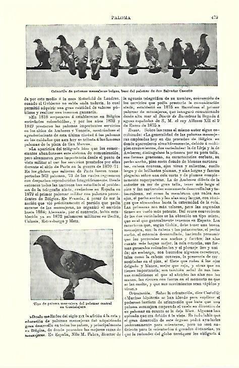 LAMINA ESPASA 39735: Palomas mensajeras