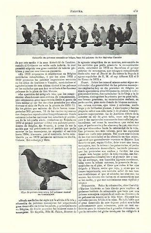 LAMINA ESPASA 39735: Palomas mensajeras