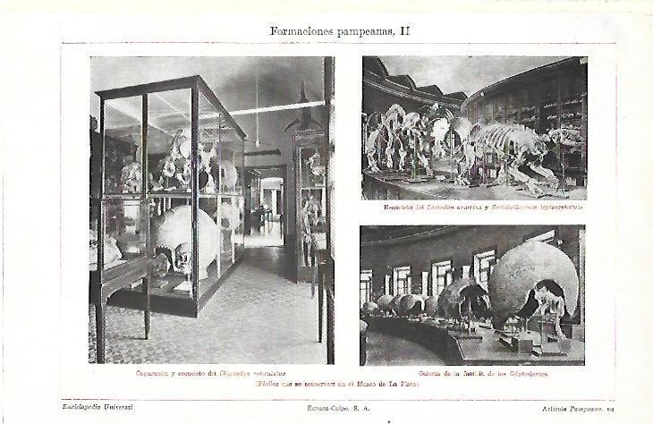 LAMINA ESPASA 39750: Fosiles pampeanos del Museo de La Plata