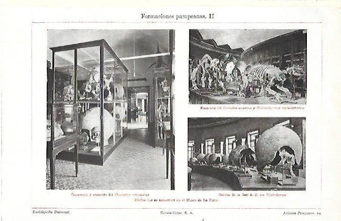 LAMINA ESPASA 39750: Fosiles pampeanos del Museo de La Plata
