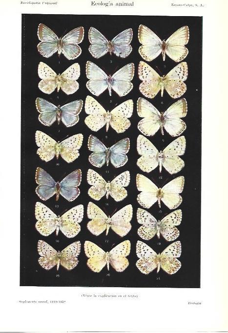 LAMINA ESPASA 39268: Mariposas