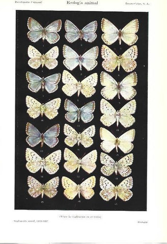 LAMINA ESPASA 39268: Mariposas