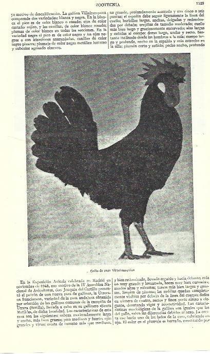 LAMINA ESPASA 39378: Gallo de raza Villafranquina